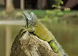 Iguana