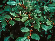 Ilex laevigata