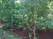 Yerba mate en el Jardín Botánico