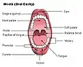 Boca (cavidad oral)