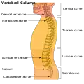 Columna vertebral.