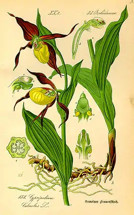 Cypripedium calceolusIlustración en:Otto Wilhelm Thomé: "Flora von Deutschland, Österreich und der Schweiz"Gera 1885