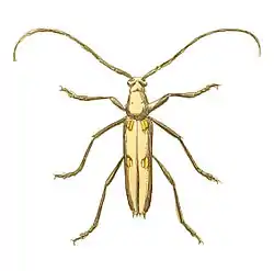 Eburia tetrastalacta