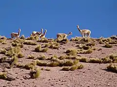 Vicuñas en el desierto de Atacama