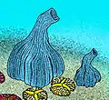 Inaria (espongiforme) y Albumares (Trilobozoa)