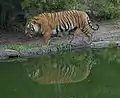 Tigre de Indochina