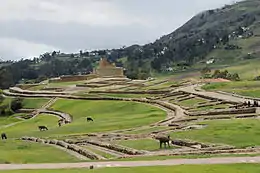 Llamas pastando en las ruinas de Ingapirca en Ecuador.