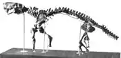 El primer esqueleto montado de un Inostrancevia alexandri.