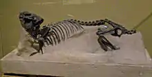 Esqueleto de Interatherium excavatus