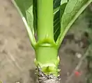 Estípulas interpeciolares, de diferentes hojas soldadas entre sí en el mismo nudo, en la familia Rubiaceae.