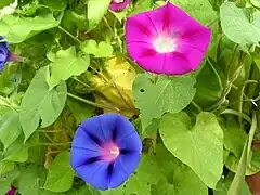 Ipomoea