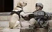 Un soldado de EE. UU. y su Labrador Retriever esperando antes de efectuar un ataque a la insurgencia en Buhriz.