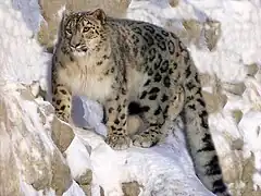 Leopardo de las nieves