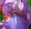 Iris 'Amethyst Flame'. Guías de néctar y "barba" ("beard").