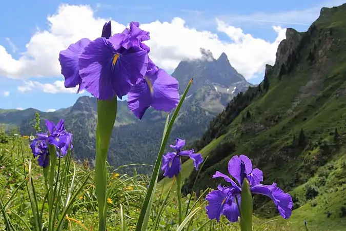 Lirio del género Iris