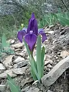 Hojas unifaciales, isobilaterales, en una iridácea, Iris pumila.