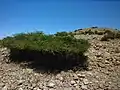 Periploca angustifolia.