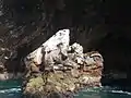 Lobos marinos en las islas Ballestas.