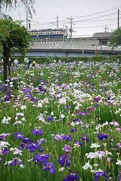 Parque Maekawa Iris y tren Línea Kashima.