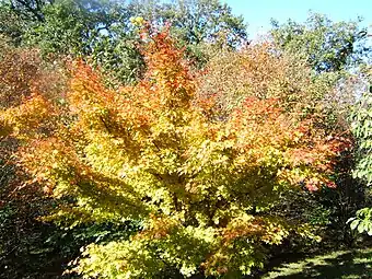 Acer palmatum en el otoño de Iturraran.