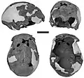 Cráneo de Iwo Eleru. Homo sapiens de 13 000 años de antigüedad.