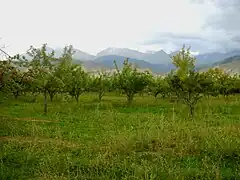 En los valles se cultivan diversos tipos de frutas, como estos manzanos.