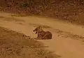 Chacal dorado descansando sobre un camino de tierra