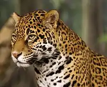 Otorongo (Panthera onca)