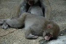 Un macaco japonés durmiendo.