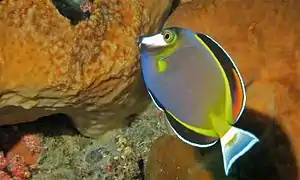 Acanthurus japonicus