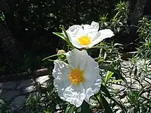 Flores de la jara, muy abundante en la zona de Mataespesa