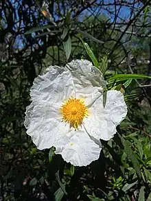 Flor blanca de la jara Cistus ladanifer