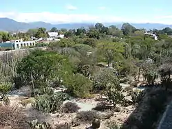 El Jardín Etnobotánico de Oaxaca se localiza en el interior del ex-convento de Santo Domingo.