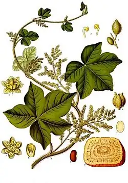 Jateorhiza palmata (Lam.) Miers