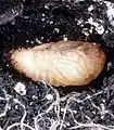 Pupa de escarabajo japonés