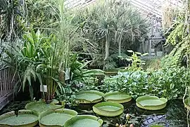 Jardín Botánico de la Universidad de Jena.