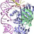 Estructura cristalina de una ribonucleproteína con caja H/ACA de Pyrococcus furiosus
