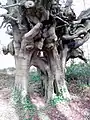 El árbol de John Wesley