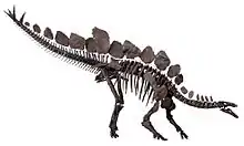 Fosil de Stegosaurus