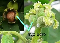 El nogal (Juglans regia, Juglandaceae) posee un involucro que rodea la flor femenina y puede desarrollarse formando parte funcional del fruto (ser "acrescente"), hasta formar alas o, como en el caso del nogal, rodeando la nuez en una capa verde carnosa.