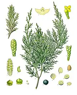 Juniperus sabina L.