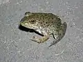 Juvenil de rana toro. El punto en la superficie dorsal entre los ojos es el ojo parietal.