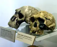 Homo rudolfensis y Homo habilis.
