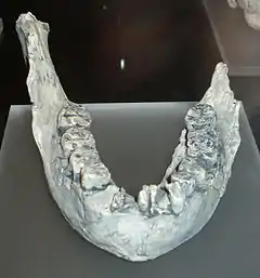 Réplica de la mándibula de P. boisei KNM-ER 729 en el Museo Nacional de Ciencias Naturales de Madrid. Muy similar a Peninj1.
