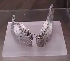 KNM-ER 992. Réplica. Museo Nacional de Ciencias Naturales de Madrid. La dentición y el hueso son más gráciles que la de Australopithecus, especialmente los postcaninos.