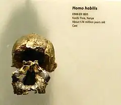 Cráneo con una capacidad de 582 cm³.