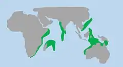 distribución del mero patata (verde)