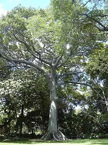 El árbol Kapok.