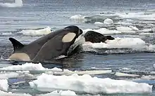 Una orca observa a una foca de Weddell sobre un témpano de hielo cerca de la Base Rothera, en la Península Antártica. Las orcas son conocidas por matar ocasionalmente a las ballenas mientras cazan en grupo, lo que les ha ganado el título de "lobos del mar", e incluso han matado a grandes tiburones blancos y focas leopardos como presas.