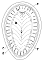 Kimberella (moluscoide)